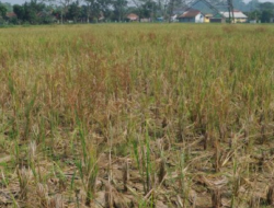 Akibat Kelangkaan Pupuk, Petani di Jeneponto Terancam Gagal Panen