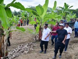 Melalui Budidaya Pisang Cavendish, Abdul Hafid Sukses di Bidang Pertanian