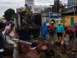 Pohon Tumbang di Jalan Yos Sudarso Makassar Tak Ada Korban