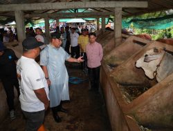 Kunjungi Bangsal Pasca Panen, Pj Gubernur Lihat Proses Inseminasi Buatan di Pinrang