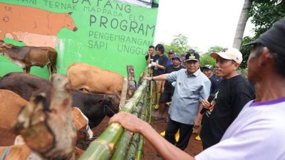 Inseminasi Buatan Harapan Baru Peternak Bulukumba Tingkatkan Produksi