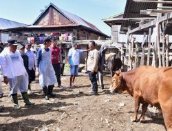 Miliki Populasi Sapi Tertinggi Kedua di Sulsel, Wajo Genjot Inseminasi Buatan