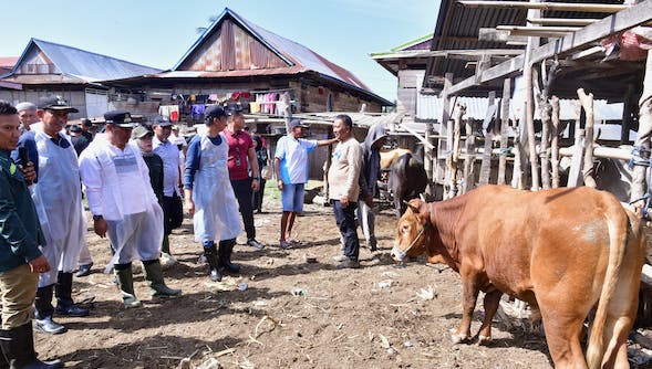 Miliki Populasi Sapi Tertinggi 2 di Sulsel, Wajo Genjot Inseminasi Buatan