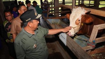 Tingkatkan Produksi Ternak, Inseminasi Buatan Juga Dilakukan di Sidrap-Barru