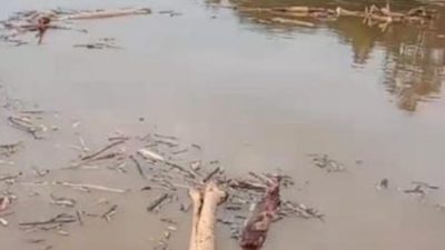 Dibanjiri Potongan Kayu, IPMA Lutim Desak DLH Usut Dugaan Pencemaran Sungai