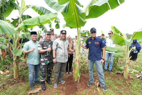 Pisang Jadi Usaha Alternatif Masyarakat Sulawesi Selatan