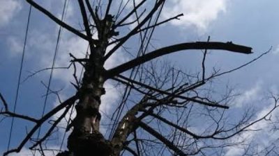 Pohon Mati dan Mengering di Bulukumba Ancam Pengguna Jalan
