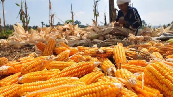 Harga Jagung Anjlok, Jadi Kendala Penyaluran Distribusi