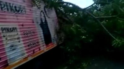 Akibat Angin Kencang, 1 Mobil Kampas di Jeneponto Tertimpa Pohon