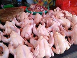 Awal Ramadan, Omzet Pedagang Ayam Potong Meningkat