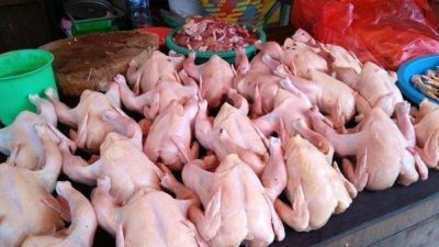 Awal Ramadan, Omzet Pedagang Ayam Potong Meningkat