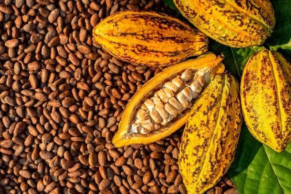 Harga Kakao tembus Rp130 Ribu Perkilogram di Bulukumba