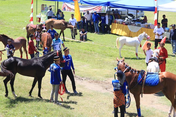 Jelang Hari Jadi ke-161, Pemkab Jeneponto Gelar Kontes Kuda Lokal