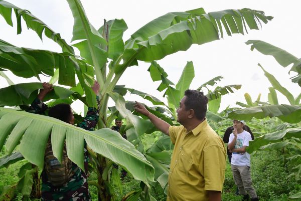 Jadi Program Unggulan TPAKD Sulsel, Ini Target Budidaya Pisang Cavendish di 2025