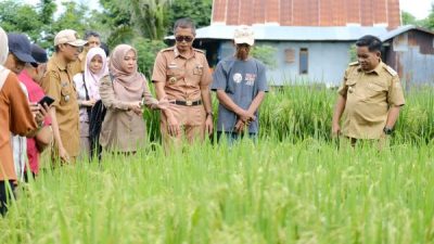 Tinjau Lokasi Penangkaran, Pj Bupati Ingin Jadikan Jeneponto Penghasil Benih Padi