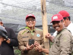 Pemprov Sulbar Genjot Pengembangan Pisang Cavendish