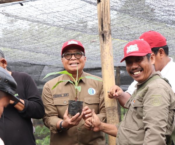 Pemprov Sulbar Genjot Pengembangan Pisang Cavendish