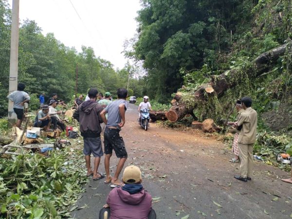 Akibat Hujan Deras, Pohon Tumbang Tutup Jalan di Desa Sumare