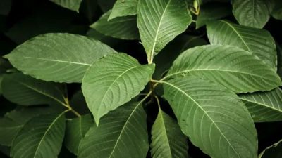 Tanaman Kratom Berpotensi Ekonomi Besar, Ini Manfaat dan Resikonya