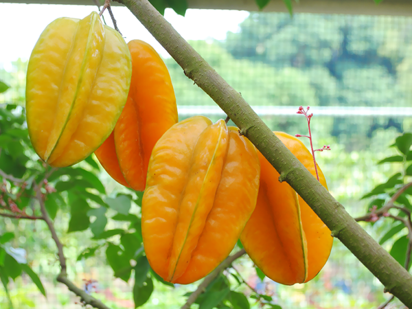 10 Manfaat Buah Belimbing: Si Bintang Kaya Nutrisi yang Menyegarkan