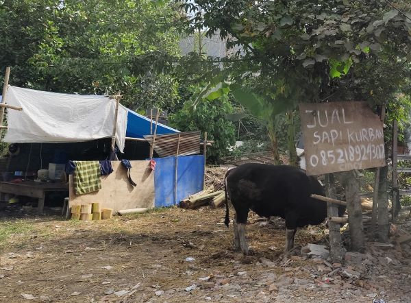 DP2 Makassar Temukan 20 Sapi Kurban Tidak Layak