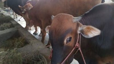 Pemkab Maros Sediakan 34 Ekor Sapi Kurban