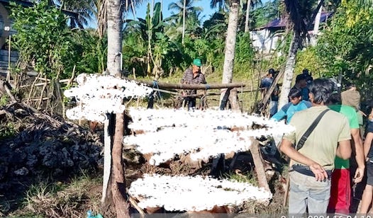 Lindungi Tanaman Petani, 49 Ekor Babi di Bulukumba Dibasmi