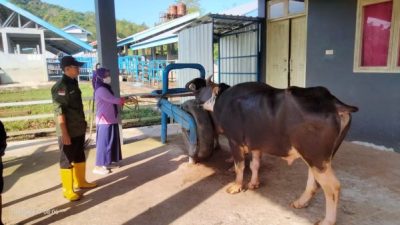 Tingkatkan Mutu Ternak Sulsel, Disnakkeswan Teken Kontrak Pengadaan Straw