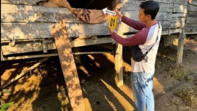 Resmob Polres Luwu Tangkap Lansia Pelaku Rudapaksa di Larompong