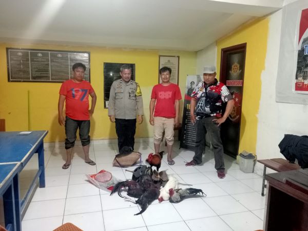 Gerebek Judi Sabung Ayam, Polsek Sanggalangi Amankan Alat Bukti 5 Ekor Ayam