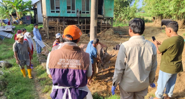 Pemkab Maros Gencar Periksa Kesehatan Hewan Kurban