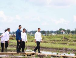 Tinjau Pompanisasi di Bantaeng, Jokowi-Mentan Optimis Produksi Beras Nasional Meningkat
