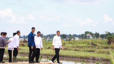 Tinjau Pompanisasi di Bantaeng, Jokowi-Mentan Optimis Produksi Beras Nasional Meningkat