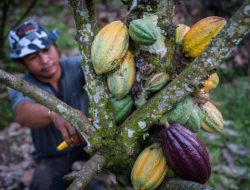 Dinas TPHBun Sulsel Genjot Produksi Kakao Hingga 2 Ton Per Hektar