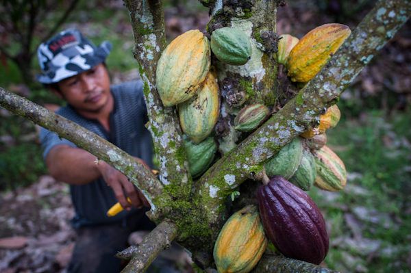 Dinas TPHBun Sulsel Genjot Produksi Kakao Hingga 2 Ton Per Hektar