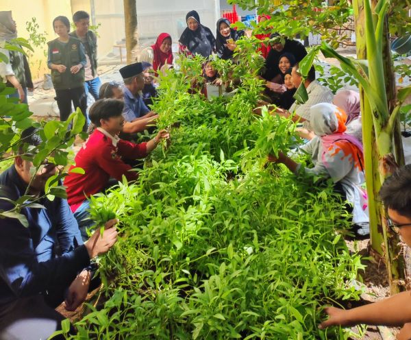 Mahatani Unhas Terapkan Pertanian Modern di Perkotaan, Panen Sayur Bareng Warga