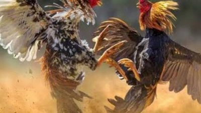 Polres Luwu Utara Amankan 6 Pelaku Judi Sabung Ayam