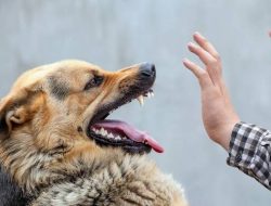 Kasus Rabies Tinggi di Sulsel, Ini Imbauan Dinas Kesehatan pada Warga