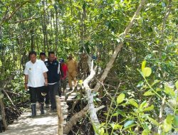 Sambut HUT Sulbar 20 Tahun, Masyarakat Diimbau Sepekan Menanam Mangrove