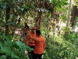 Lansia Hilang di Hutan Bambu Toraja, Basarnas Lakukan Pencarian