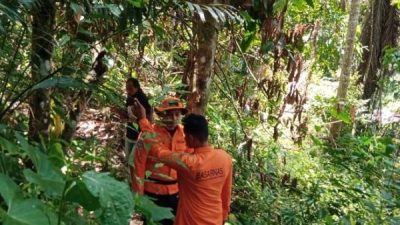 Lansia Hilang di Hutan Bambu Toraja, Basarnas Lakukan Pencarian