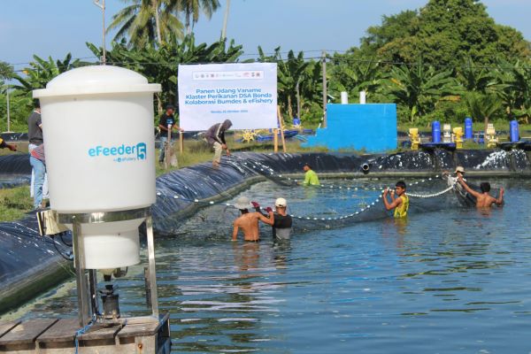 eFishery Fasilitasi Pertanian Budidaya Intensif KKP, Sukses Panen 30 Ton Udang Vaname