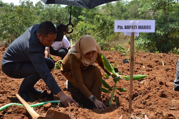 Dorong Perekonomian, Suhartina Bohari Buka Sosialisasi KUR Pisang Cavendish