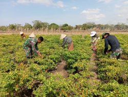 Wujudkan Ketahanan Pangan, Personel Satgas TMMD Bantu Warga Desa Tuju Panen Cabe