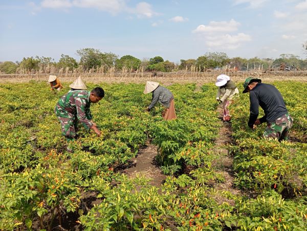 Wujudkan Ketahanan Pangan, Personel Satgas TMMD Bantu Warga Desa Tuju Panen Cabe