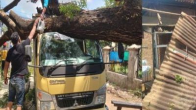 Pohon Tumbang Timpa Mobil Boks dan Kios di Biringkanaya