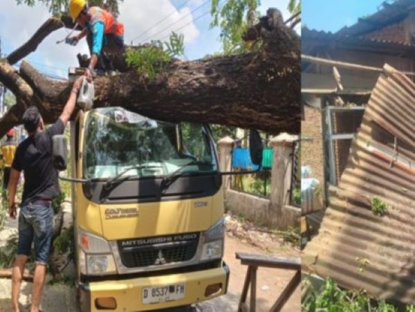 Pohon Tumbang Timpa Mobil Boks dan Kios di Biringkanaya