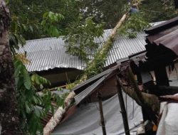 Akibat Hujan Deras Disertai Angin Kencang di Torut, Pohon Tumbang Timpah Rumah Warga