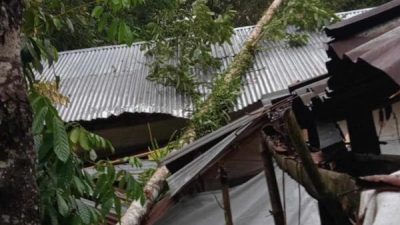 Akibat Hujan Deras Disertai Angin Kencang di Torut, Pohon Tumbang Timpah Rumah Warga