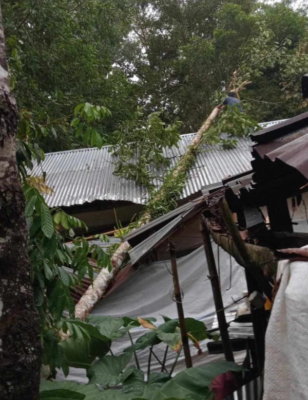 Akibat Hujan Deras Disertai Angin Kencang di Torut, Pohon Tumbang Timpah Rumah Warga